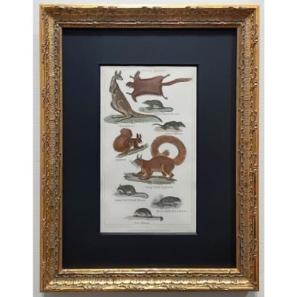 動物図版　アンティーク版画